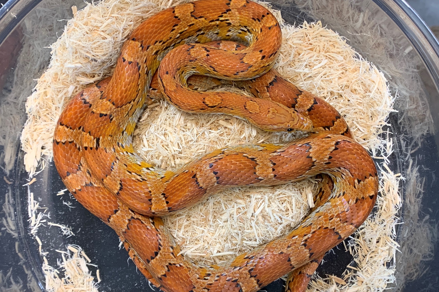 Het Palmetto Corn Snake by Wild About Texas - MorphMarket