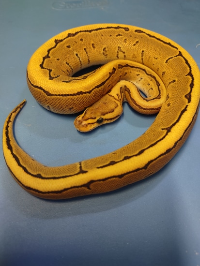 Firing Pin Ball Python by Prehistoric Preserve