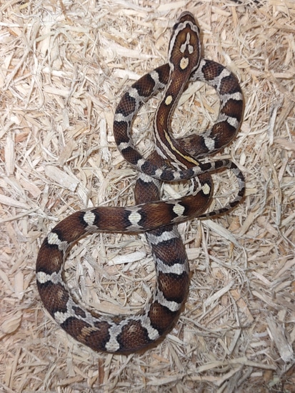 Caramel Het Scaleless Corn Snake by Prehistoric Preserve