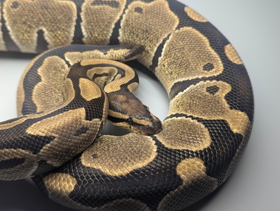 Adult Female Normal POS. Het Pied Ball Python by Prehistoric Preserve