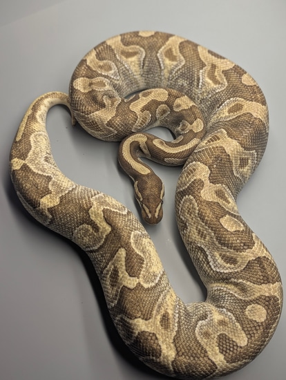 Adult Female Enchi Lesser Ball Python by Prehistoric Preserve