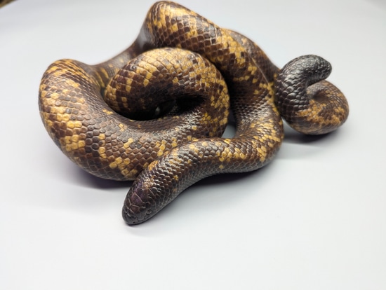 Calabar Python More Python by Prehistoric Preserve