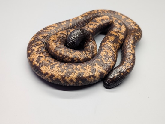 Calabar Python More Python by Prehistoric Preserve