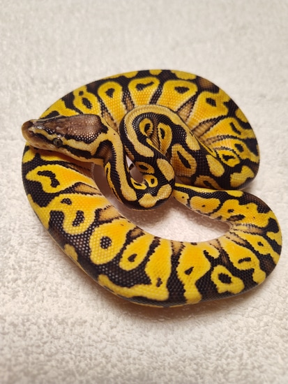 Pastel Het Clown Possible Special Ball Python by Wildandwonderfulballs
