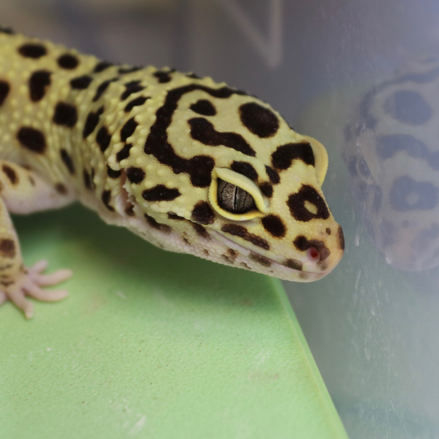 Unleashed: The Secret Lives Of Male & Female Leopard Geckos - ft596rw