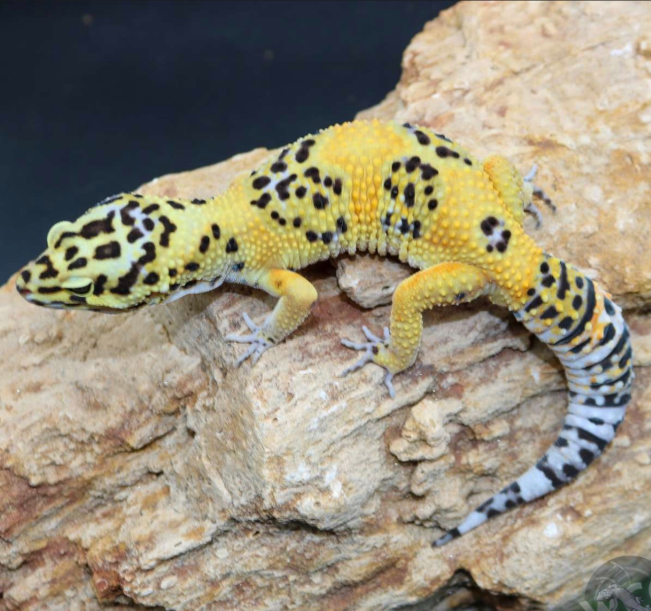 Proven Firebold Bold Tangerine Leopard Gecko by Wildcard Geckos
