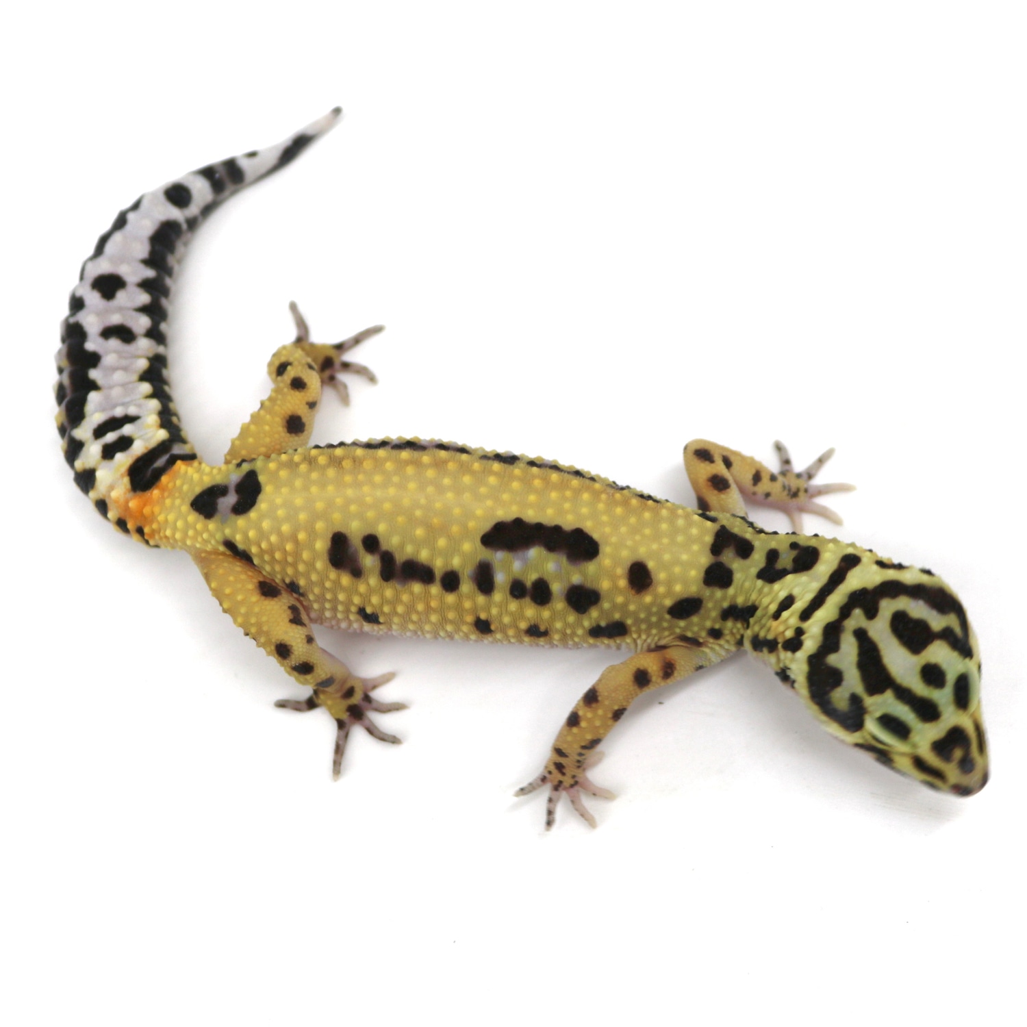 Are Male Leopard Geckos Really More Aggressive? - b3h6jcd