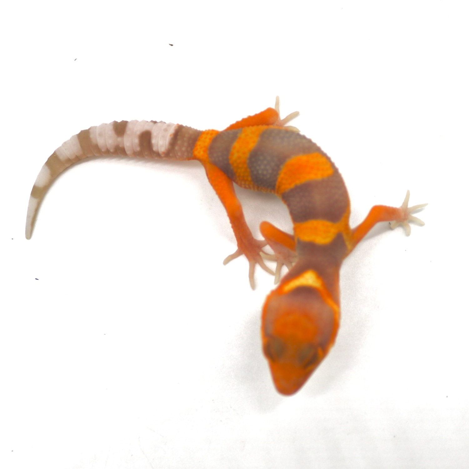 Burning Blood Rainwater Het Blue Amber Eye Leopard Gecko by Wildcard