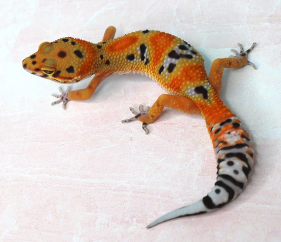 Atomic Joker Het Tremper Leopard Gecko by Wildcard Geckos