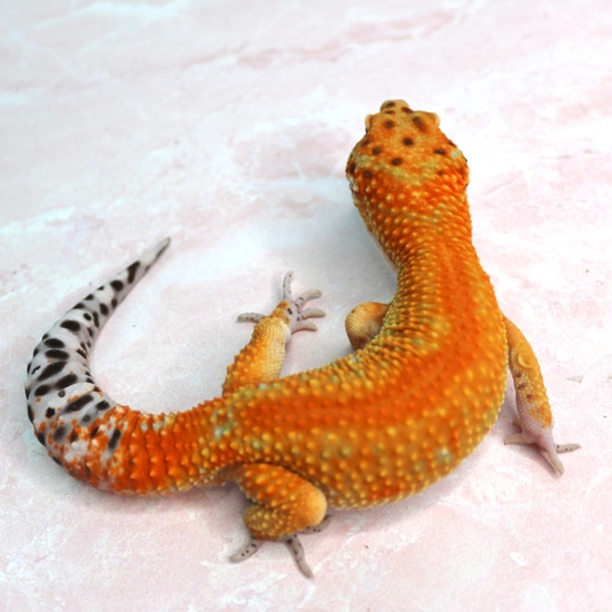 Atomic Joker Project Pos Het Tremper Leopard Gecko by Wildcard Geckos