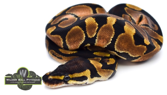 Normal Ball Python by Wilder Ball Pythons