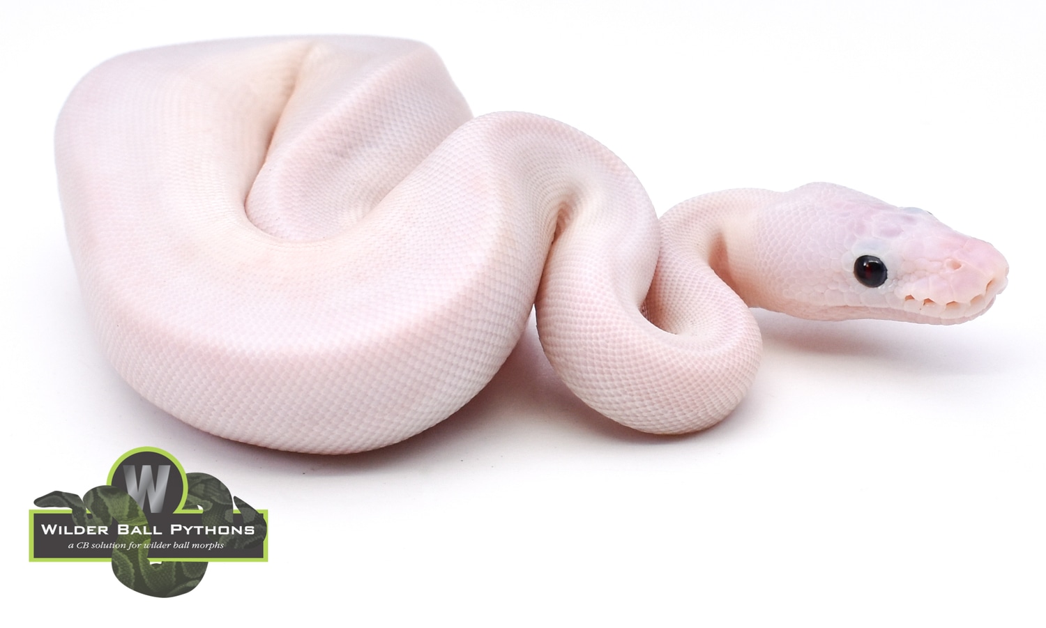 Super Fire Ball Python by Wilder Ball Pythons MorphMarket