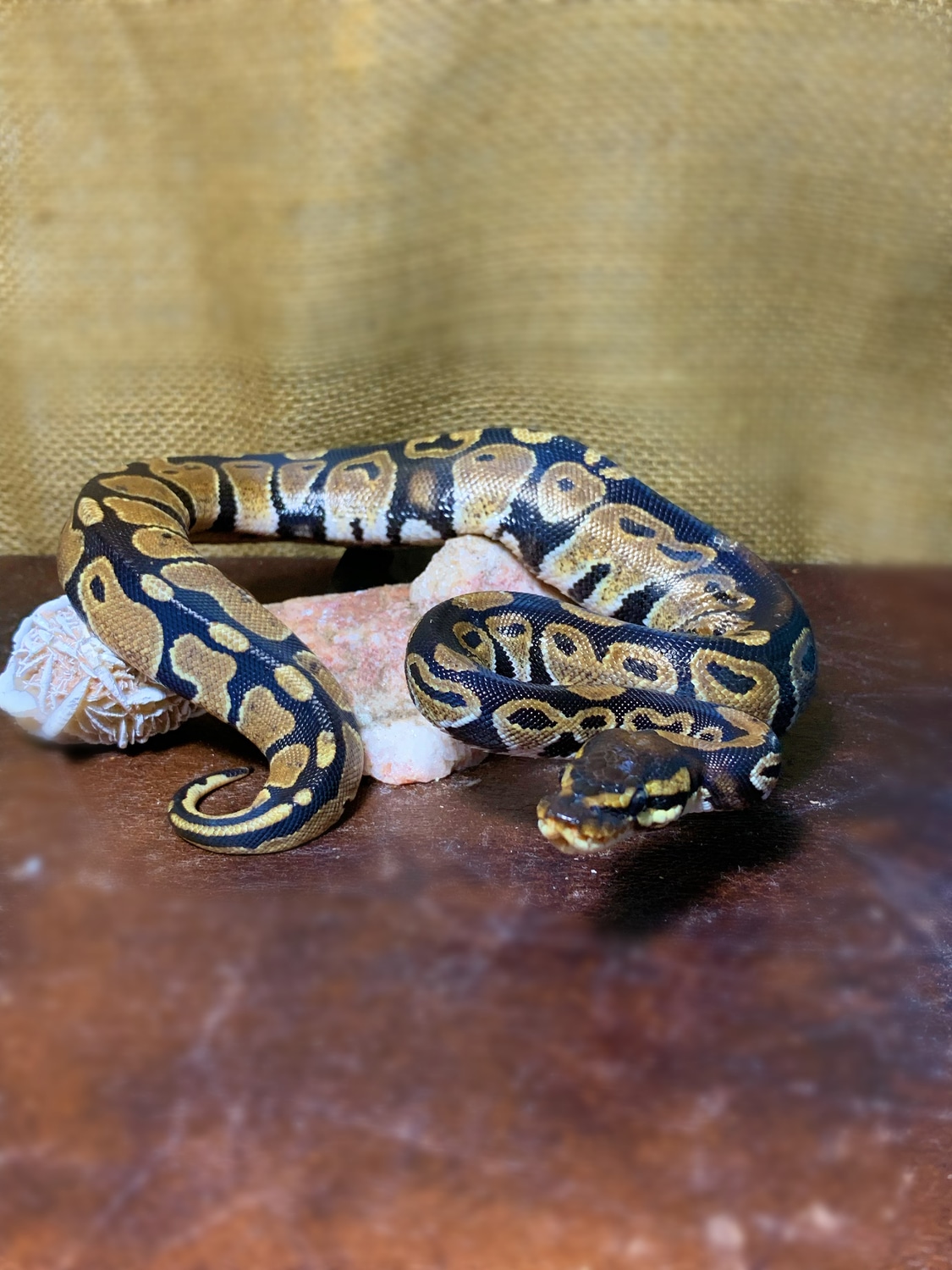 Normal Well Started Babies Ball Python by Wild Exotix - MorphMarket