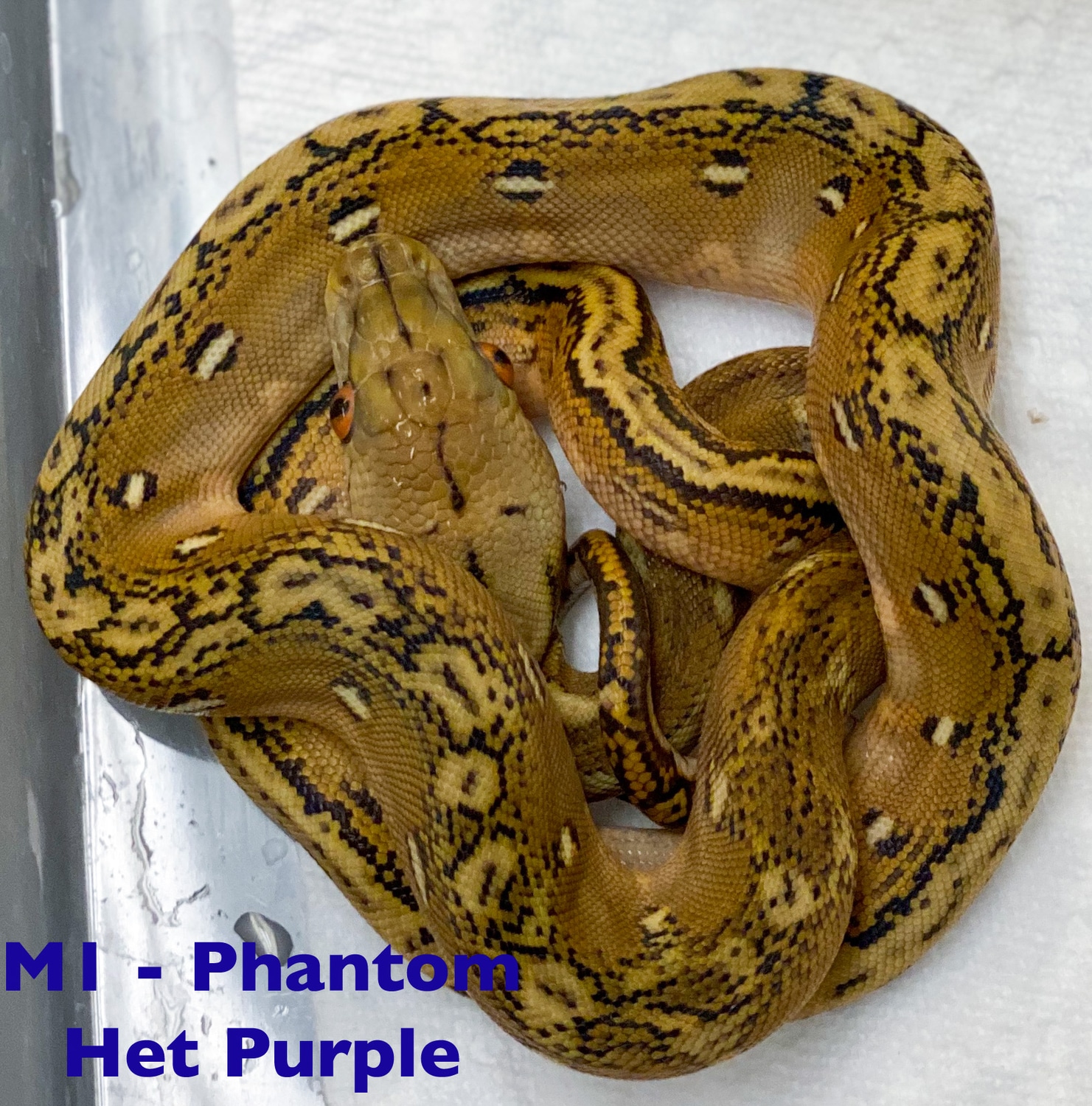 Phantom Het Purple Reticulated Python by WildFire Retics - MorphMarket