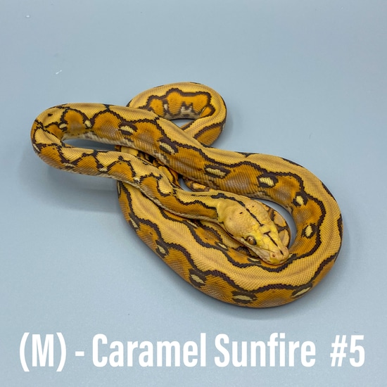 Sunfire Retic Morph Indo Caramel Sunfire Male 5 Reticulated Python by WildFire Retics