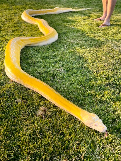 Platinum Lavender Goldenchild - Proven Reticulated Python by WildFire ...