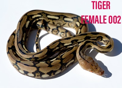 Tiger Poss Het Ghost Reticulated Python by WildFire Retics