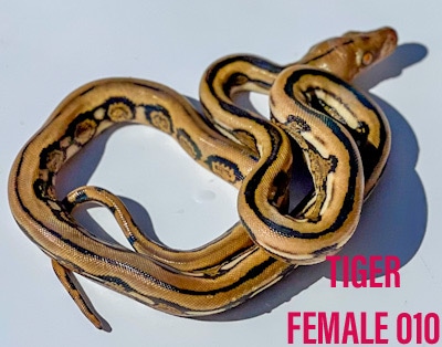 Tiger Poss Het Ghost Reticulated Python by WildFire Retics