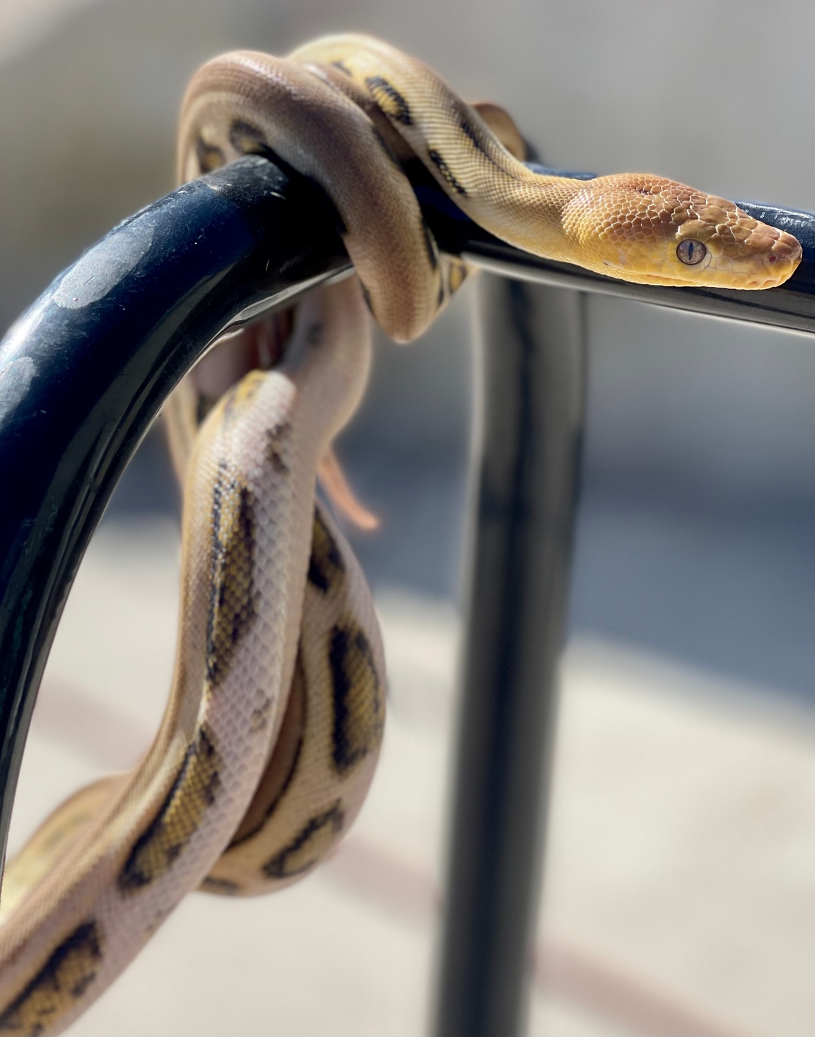 Jaguar Tiger Triple Het Purple Snow Pied 25 Dwarf Reticulated Python