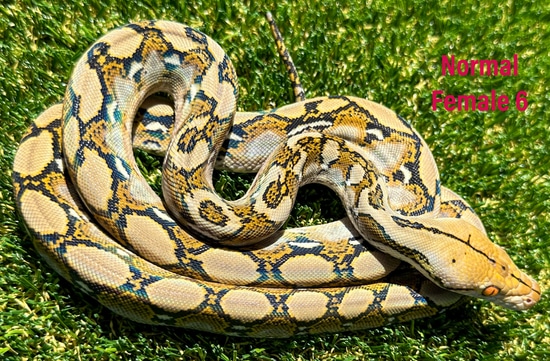 Normal Reticulated Python by WildFire Retics