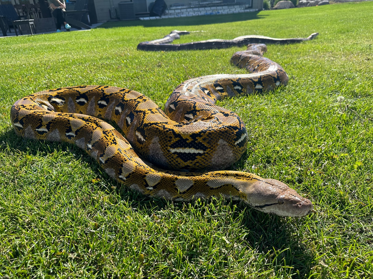 Platinum Het Purple Albino Reticulated Python by WildFire Retics ...