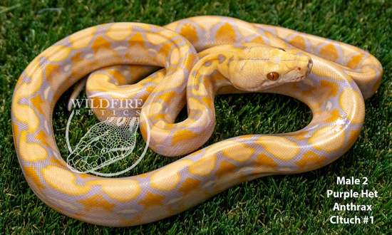 Purple Het Anthrax Reticulated Python by WildFire Retics