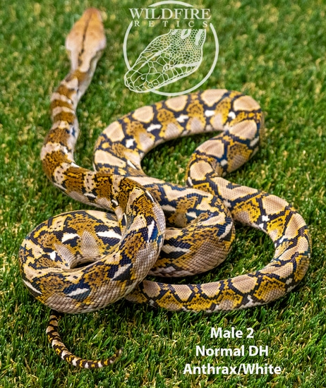 Normal DH White/Anthrax (DARK LINE) Reticulated Python by WildFire Retics