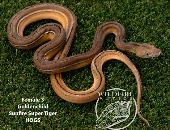 Goldenchild Sunfire Super Tiger HOGS Reticulated Python by WildFire Retics