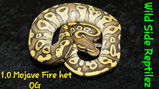 Mojave Fire Het Orange Ghost Ball Python by Wild Side Reptilez