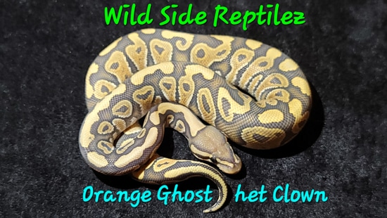 Orange Ghost Het Clown Ball Python by Wild Side Reptilez