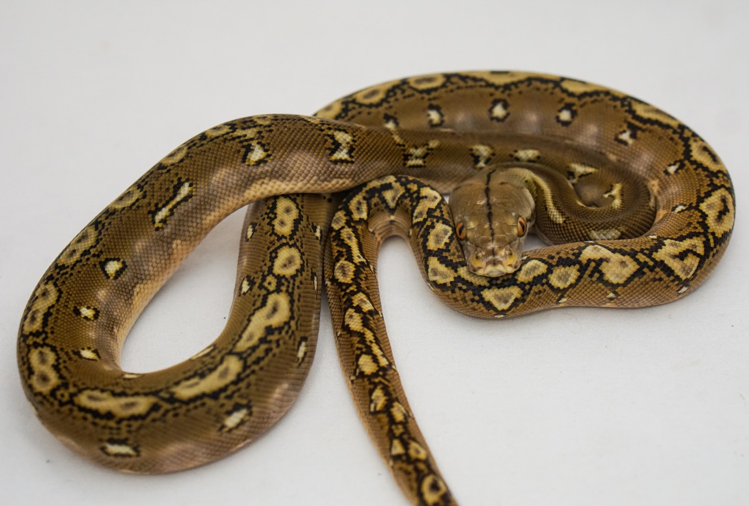 Phantom Reticulated Python by Wild Things Exotic Pets LLC - MorphMarket