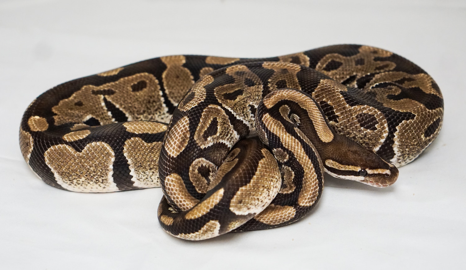 Normal Ball Python by Wild Things Exotic Pets LLC - MorphMarket