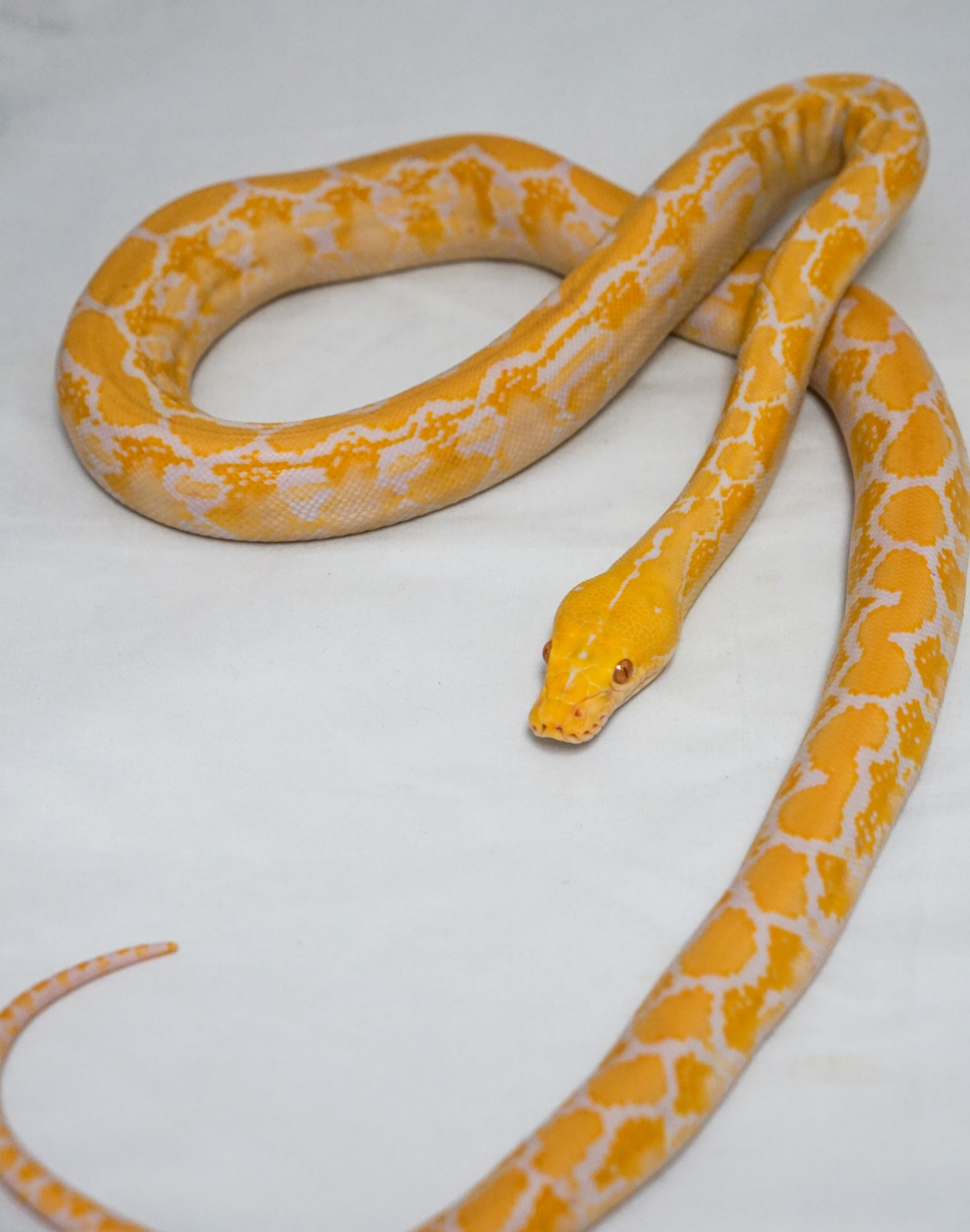 White Albino Reticulated Python by Wild Things Exotic Pets LLC ...