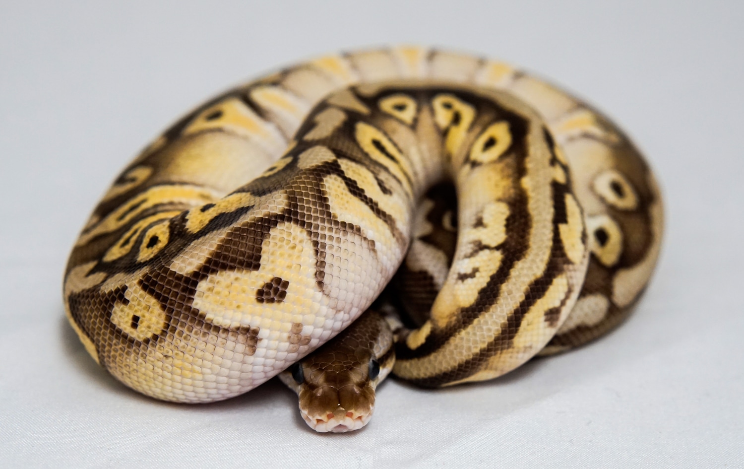 Pastel Mojave Hidden Gene Woma Granite Fader Ball Python by Wild Things ...