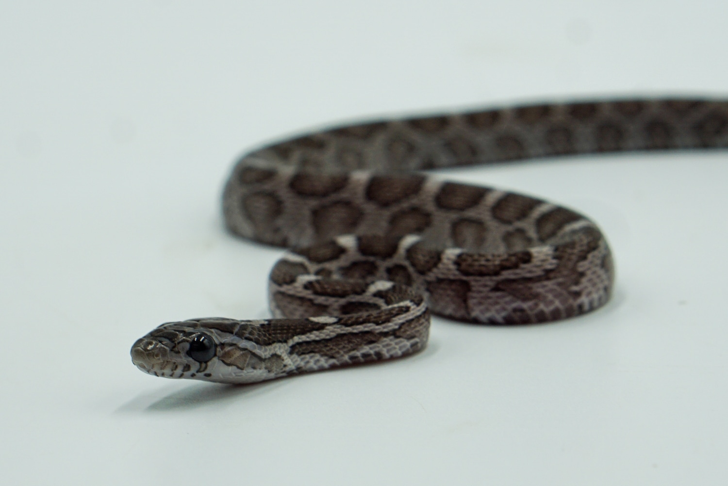 Charcoal Corn Snake by Wild Things Exotic Pets LLC MorphMarket