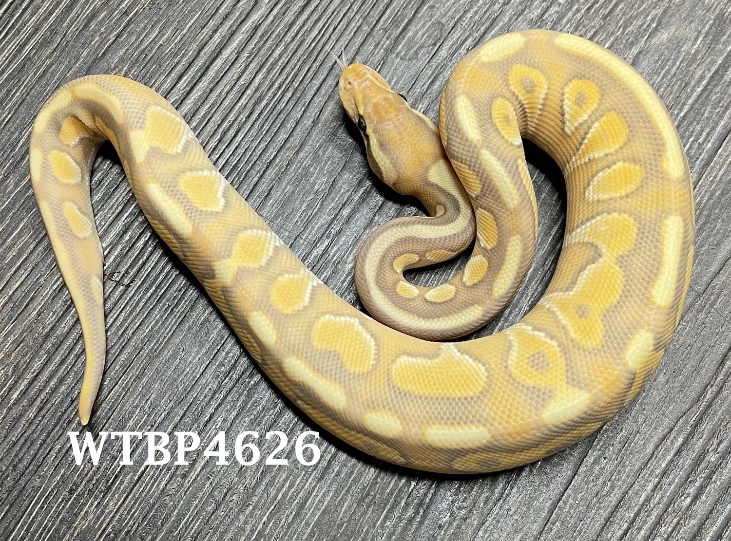 Banana Cinnamon Enchi Ball Python by Wild Things Exotic Animals