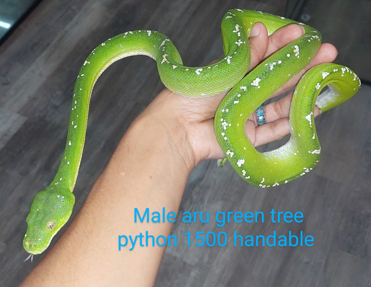 Aru Green Tree Python by Wild Things Llc - MorphMarket