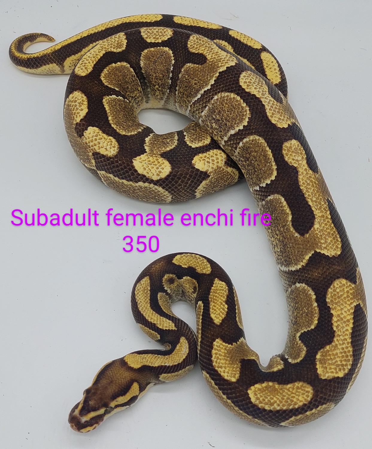 Enchi Fire Ball Python by Wild Things Llc - MorphMarket