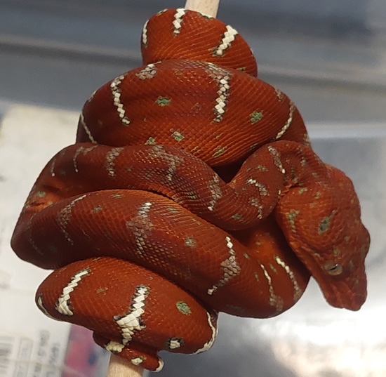 Cb Emerald Tree Boas Northern Emerald Tree Boa by Wild Things Llc