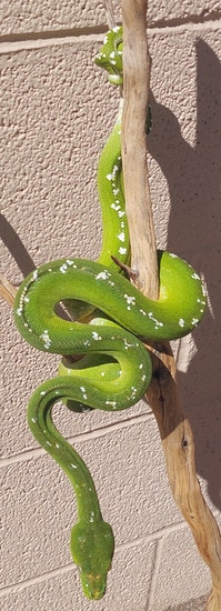 Aru Male Long Term Captive 2+ Years High White, Handleable Green Tree ...