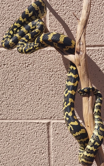 High Yellow Jungle Carpet Python 3+ft by Wild Things Llc