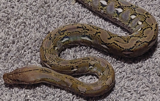 75% Super Dwarf Platinum Anery Female Reticulated Python by Wild Things Llc