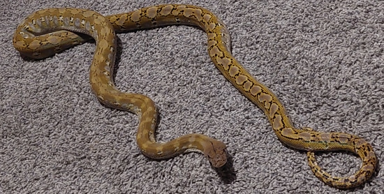 Super Dwarf Platinum Reticulated Python by Wild Things Llc