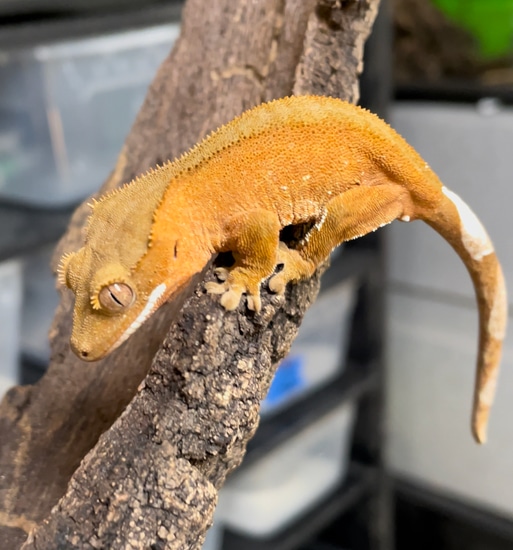 Red Patternless Crested Gecko by Deleted-992279847515610