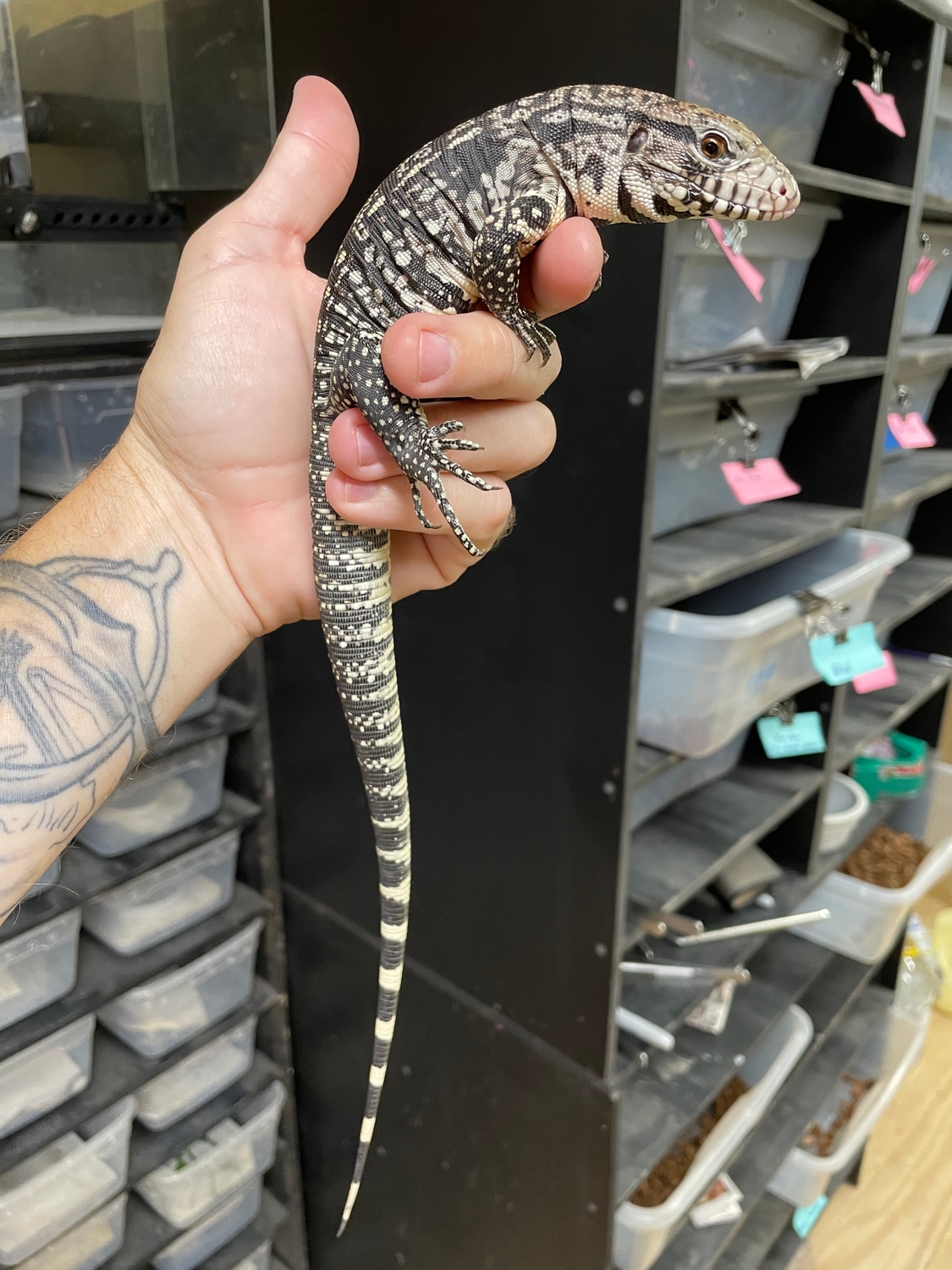 Black And White Argentine Tegus by Wildwood Reptiles - MorphMarket