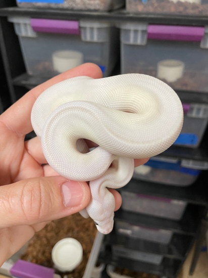 Blue Eyed Lucy Super Russo Ball Python by Wildwood Reptiles