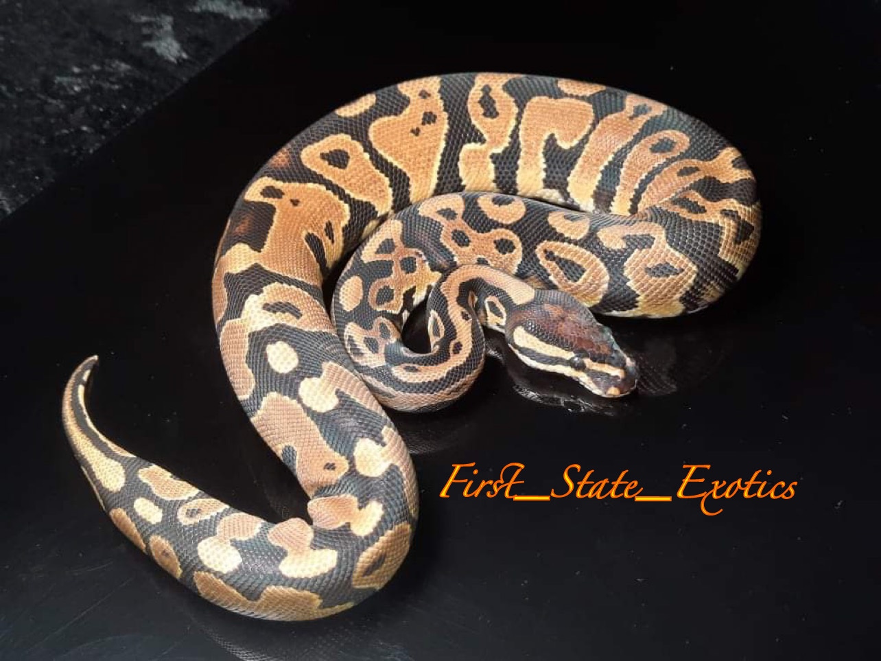 Yellow Belly Or Gravel Ball Python by First State Exotics MorphMarket