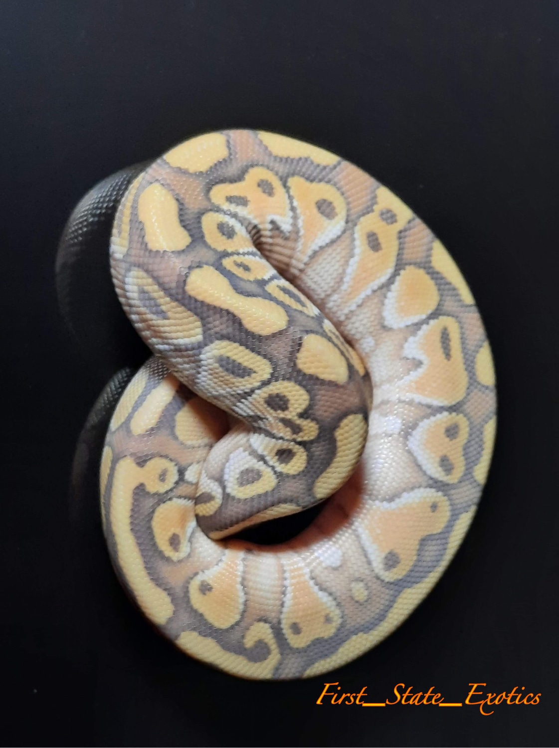 Lesser Ghost 66% Het Clown Ball Python by First State Exotics - MorphMarket