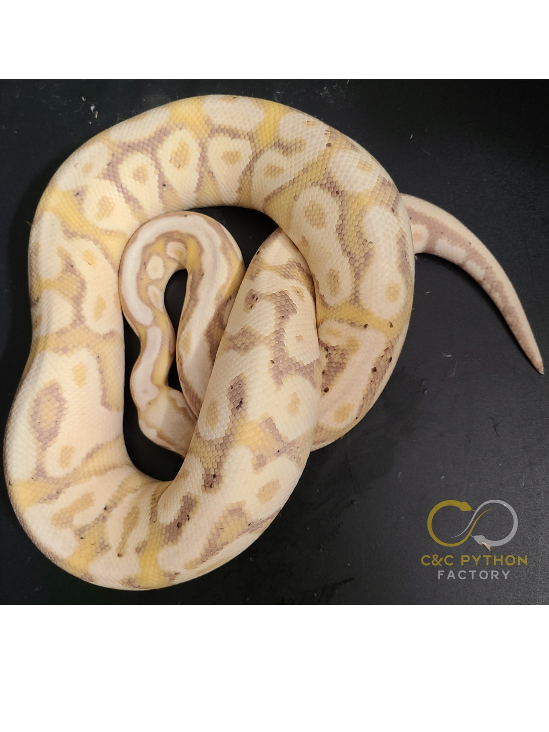 Banana Yellowbelly Het Clown 50 Het Hypo Ball Python by C&C Python