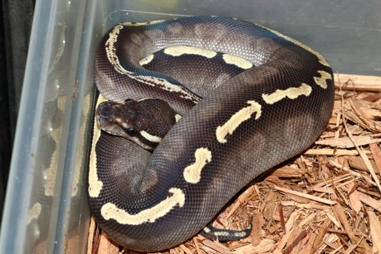 GHI Mojave Possible Arroyo Ball Python by Extraordinary Ectotherms